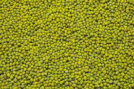 Green Mung Bean